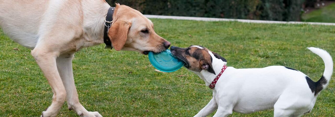 There’s nothing cuter than watching puppies play together