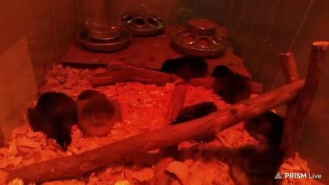 LIVE CAM: 3 Day Old Chicks