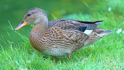 Gadwall Duck Ducklings Walking and Foraging