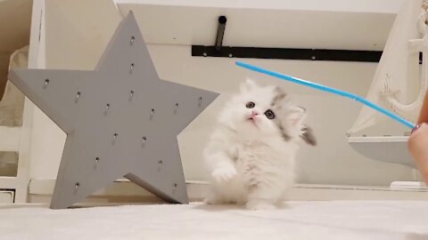 Snowy cute kitty