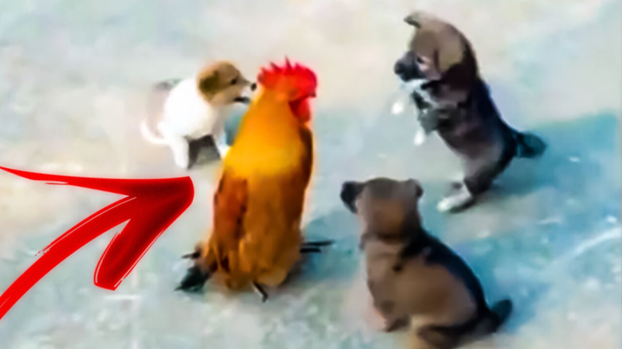 Chicken VS Dog Fight Funny Dog Fight Videos 🤣🐶