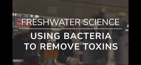 Scientists can use bacteria to purify water!