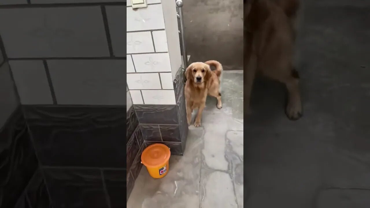 Dog walk suddenly the cracker funny video #shorts #funnyvideo