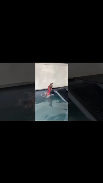 When Your Dog First Day Of Swimming Class Gets Ruined 🤣