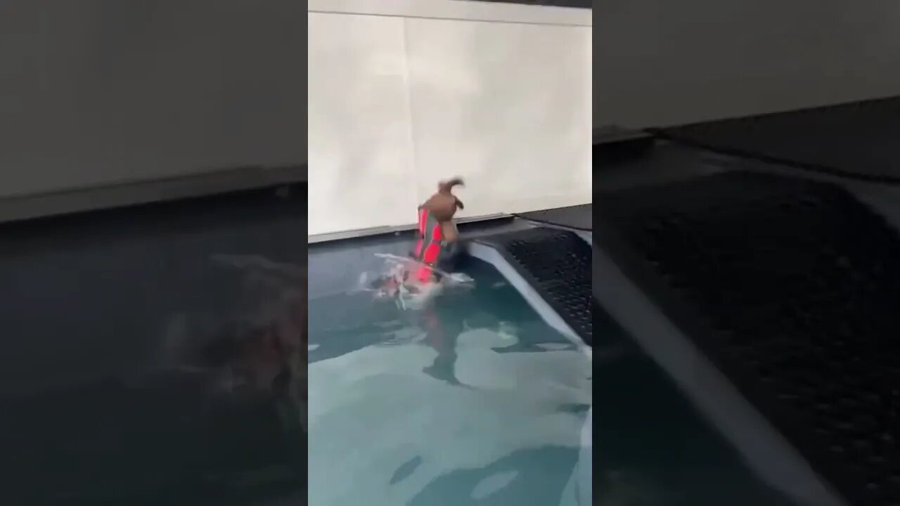 When Your Dog First Day Of Swimming Class Gets Ruined 🤣