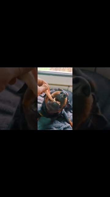Rottweiler Loves Raw Chicken 🐔 #Shorts #rottweiler #dog