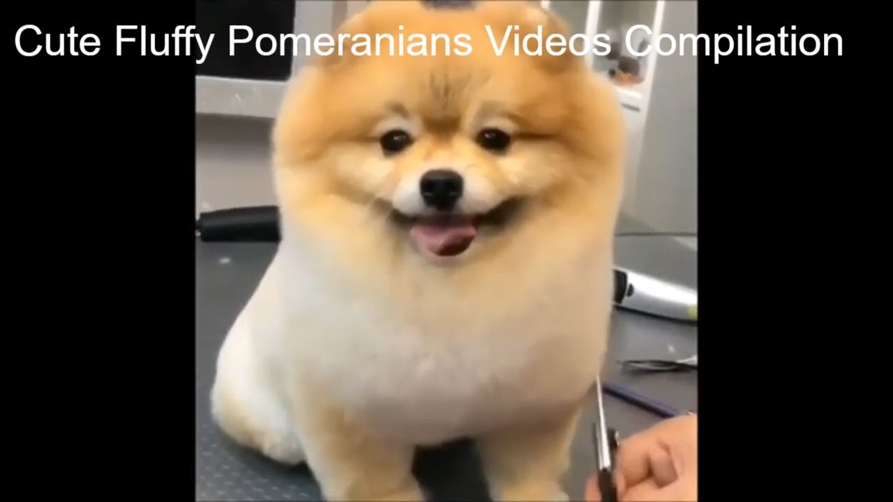 Cute Fluffy Pomeranians Videos Compilation