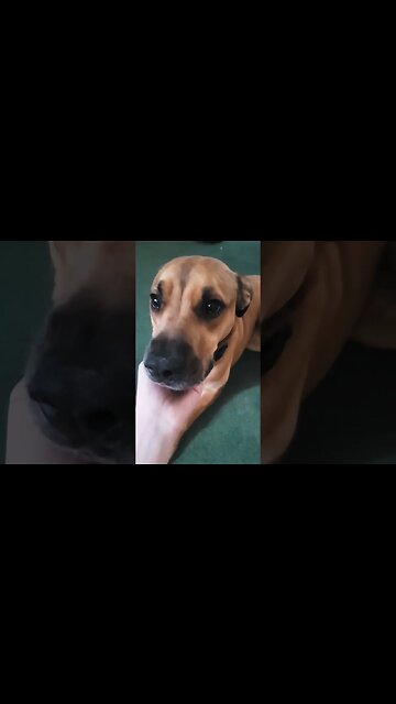 hey guess what? #dogs #pitbull #labrador #family