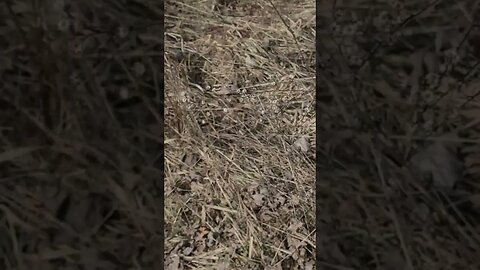 tipped grass #shorts