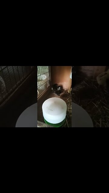 Forest and her babies