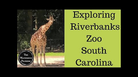 Exploring Riverbanks Zoo South Carolina