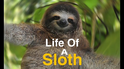 Life of a sloth 🦥
