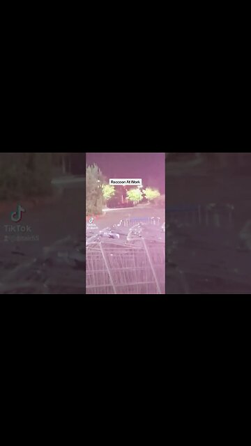 #Raccoon at #Work #animals #pets #foryou #fy #fypシ #animal #tiktok #fye #wildlife #wildanimals #cute