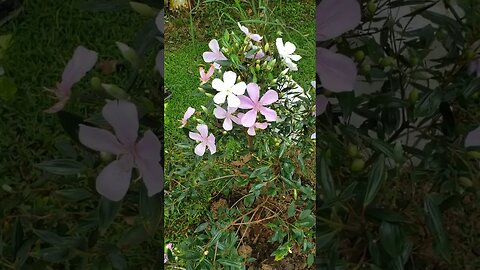 Plantamos nosso MANACÁ DA SERRA