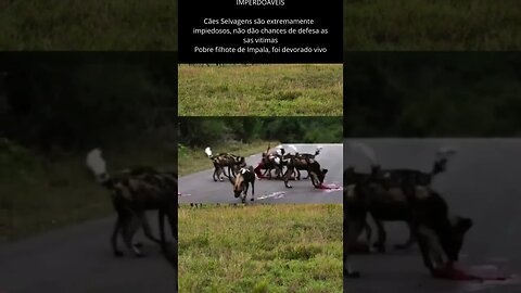 Impala e estraçalhado por Cães Selvagens