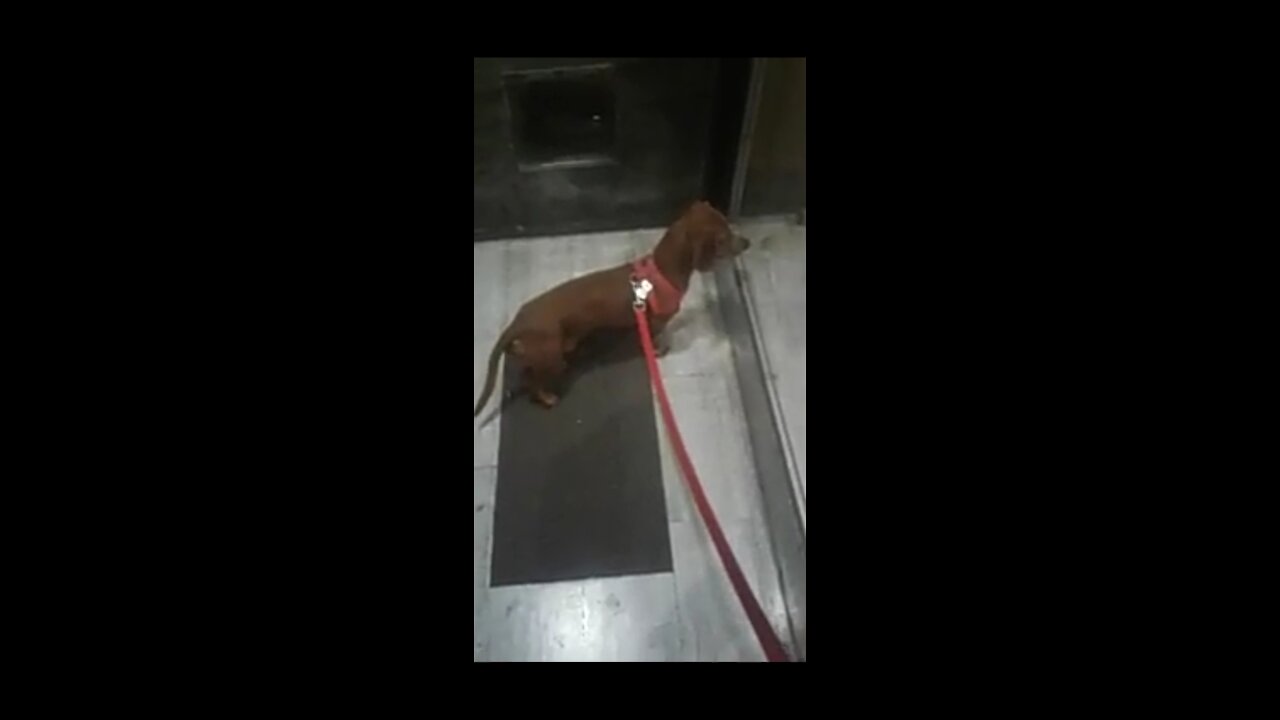 This puppy is seen for the first time in the mirror