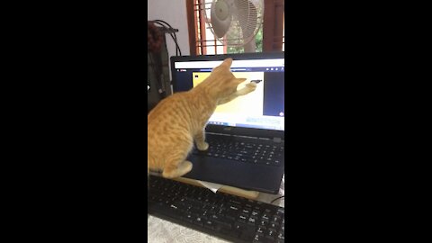 Funny Cat Playing with mouse on the screen