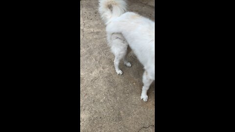 Great Pyrenees vs leaf blower