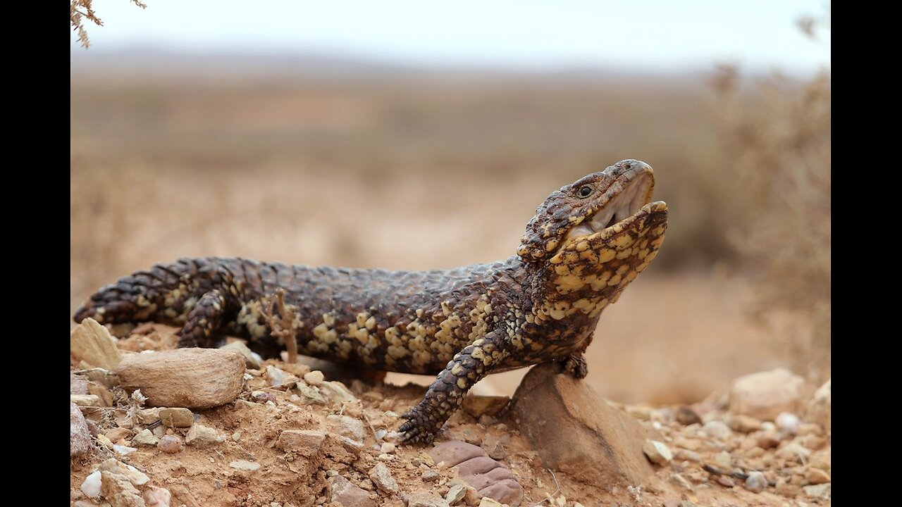 Pinecone Lizard Bible Lesson