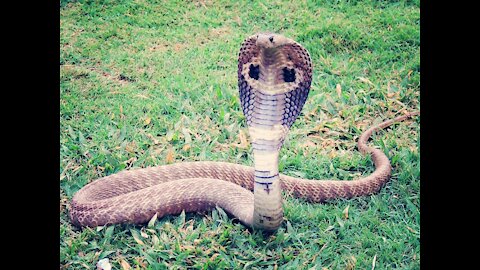 Cobra vs .Mongoose/ national Geographic