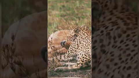 Cheetah chasing gazelle at full speed