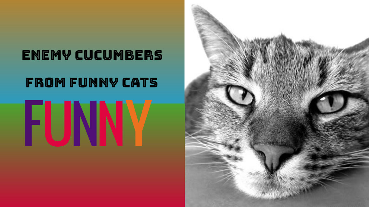 Enemy Cucumbers from Funny Cats