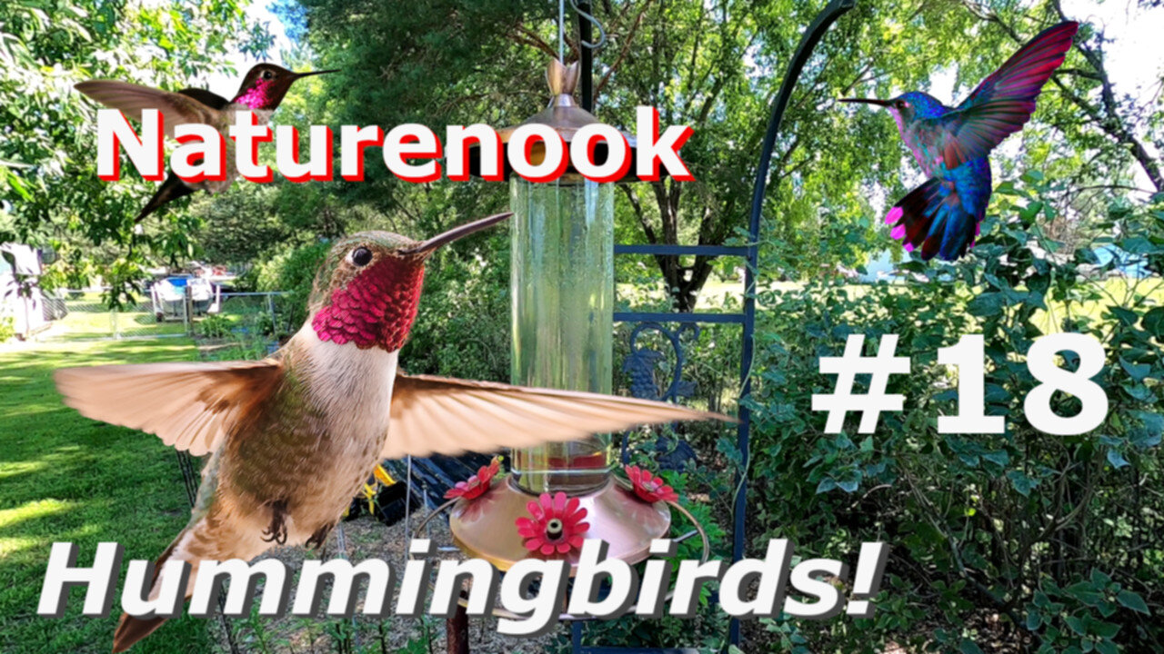 Hummingbird Cam ALPHA GREEN Feeds and Flies Slow Motion and Beautiful Birds in flight #18