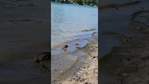 Ducks and Blue Heron