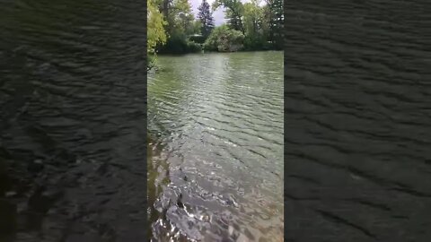 windy soothing pond