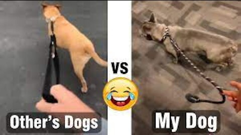 others dogs vs my dog #Funny dog