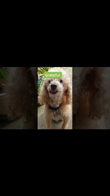 #love #seniordog #grateful #thankful #dog