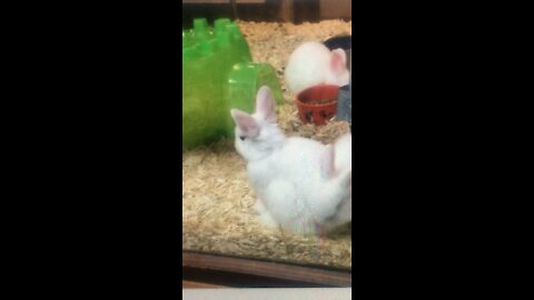 Small bunnies waiting for a home.