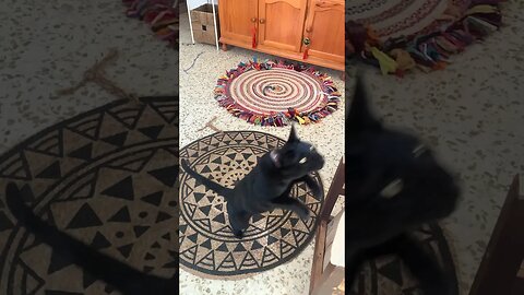 Disco Cat Jump 😸 #blackcat