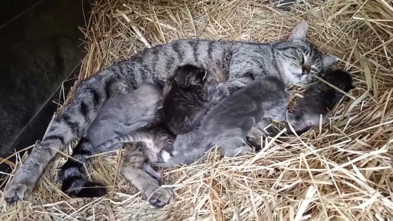 Happy Mommy Kitten and Half a Dozen Smol Beans