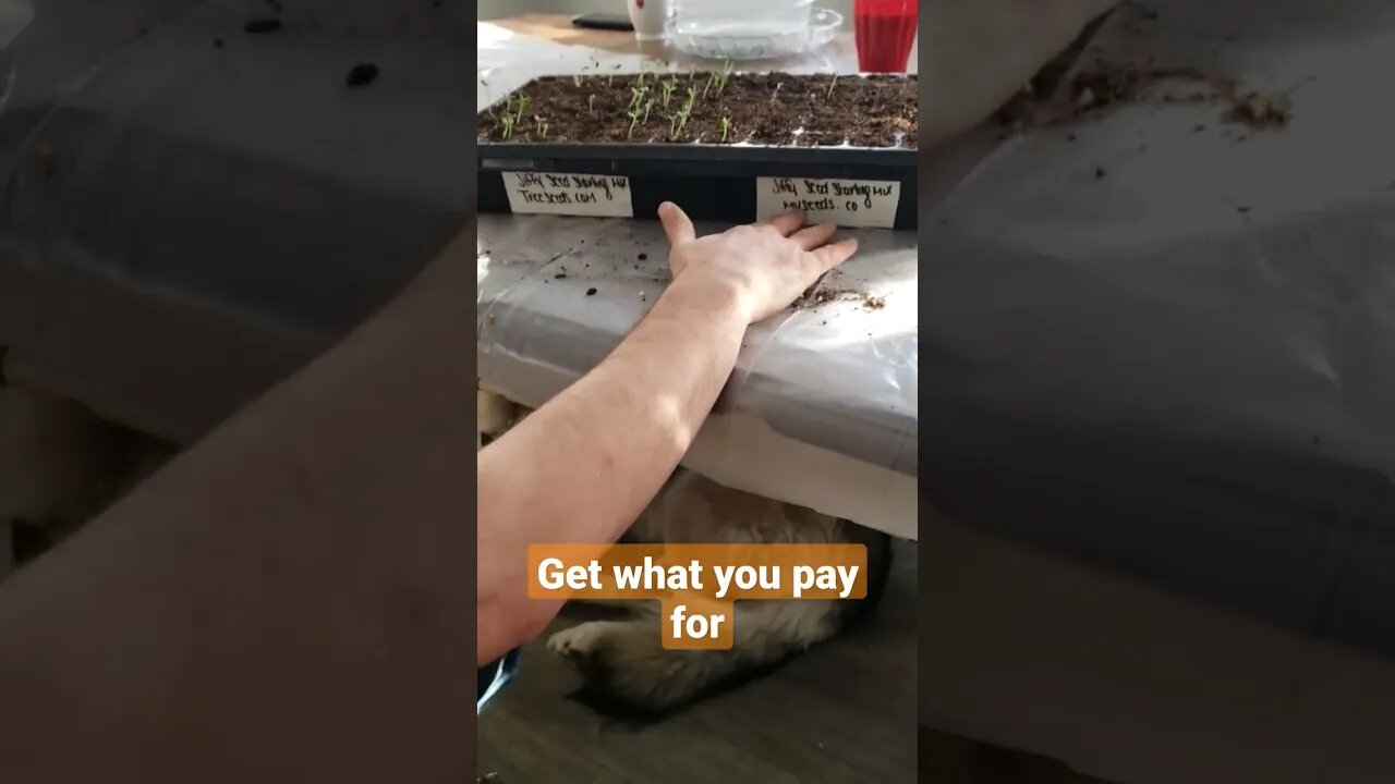 Why paying for quality seeds is worth it