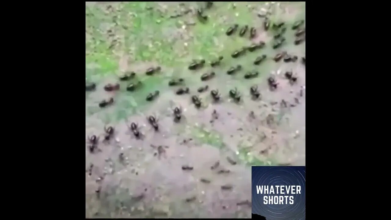 Ant and Termite armies form walls and have a stand off #shorts #insects #army #wildlife