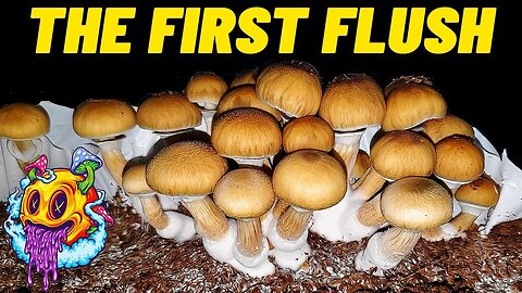 How To Harvest & Dry Mushrooms - Uncle Ben's Tek S2 EP3