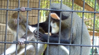 Nurturing monkey helps groom her youngster