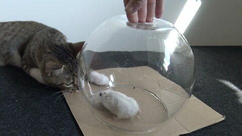 The Little Cat Would Like to Play with the Hamster