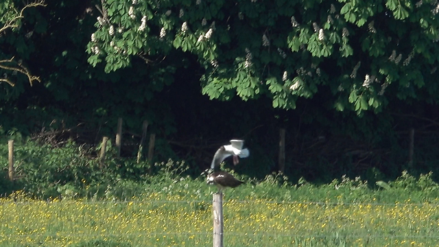 Seagulls attempt to scare off intruding osprey