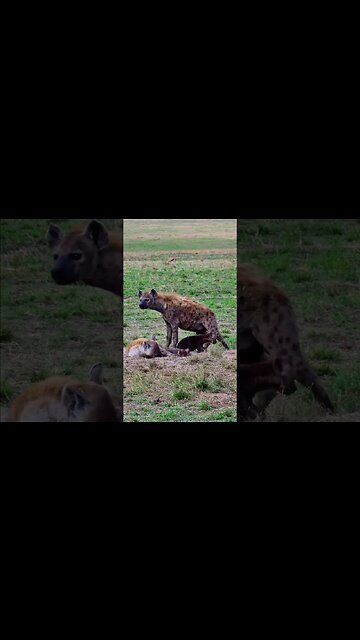 Little Hyenas At A Den #shorts | #ShortsAfrica