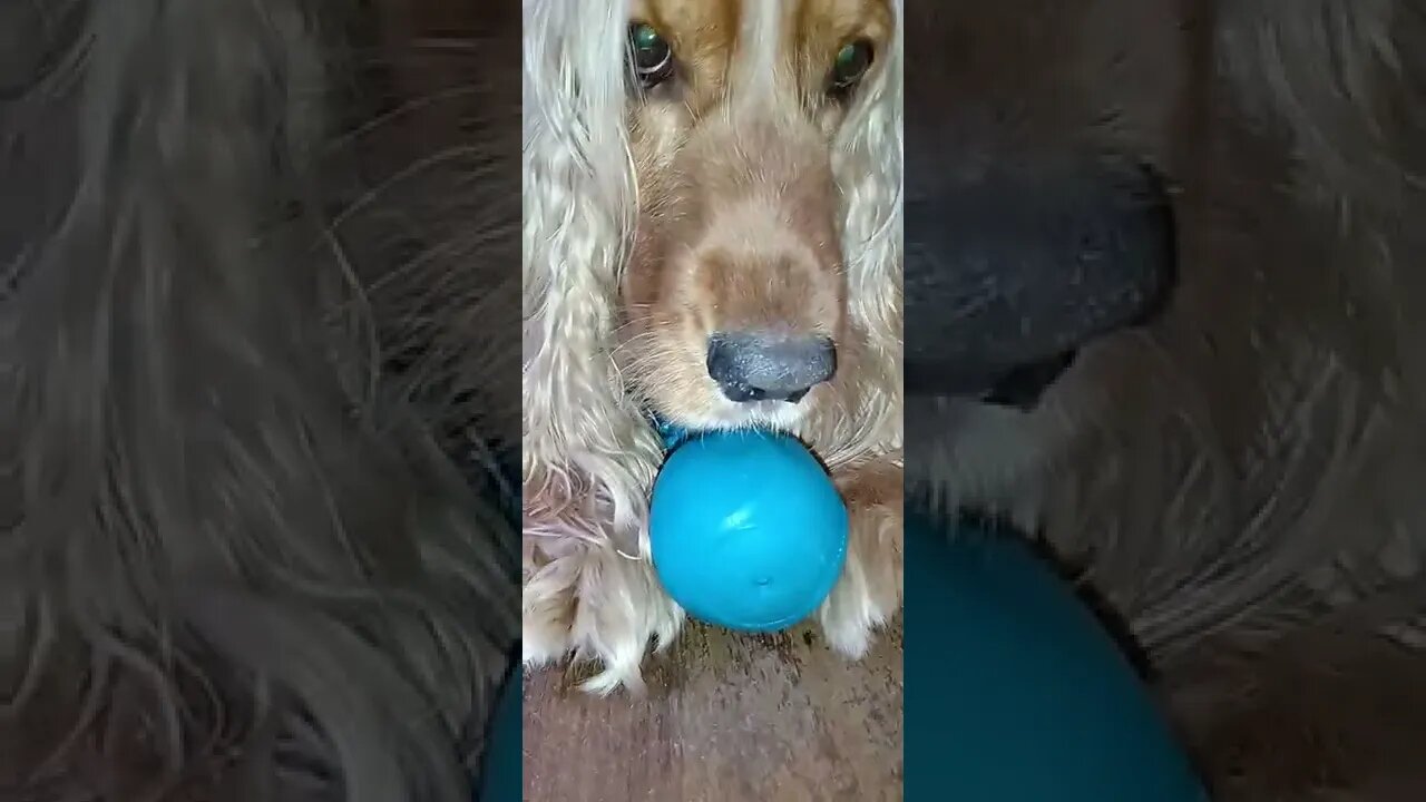 golden dog , shorts