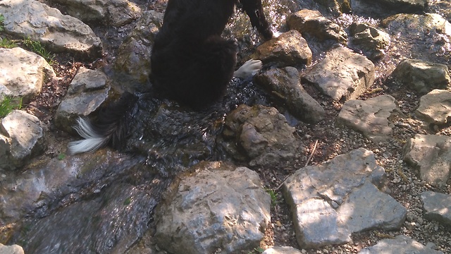 Queen of lake jumping