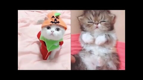 Adorable Cats