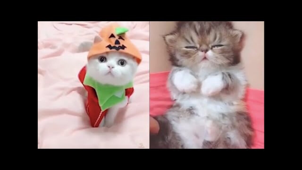 Adorable Cats