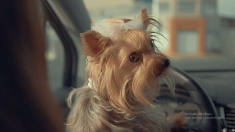 A cute dog inside a car looking around