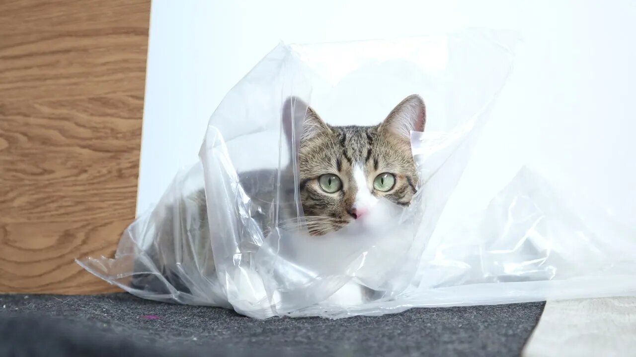 Cat Is Wrapped in His Package