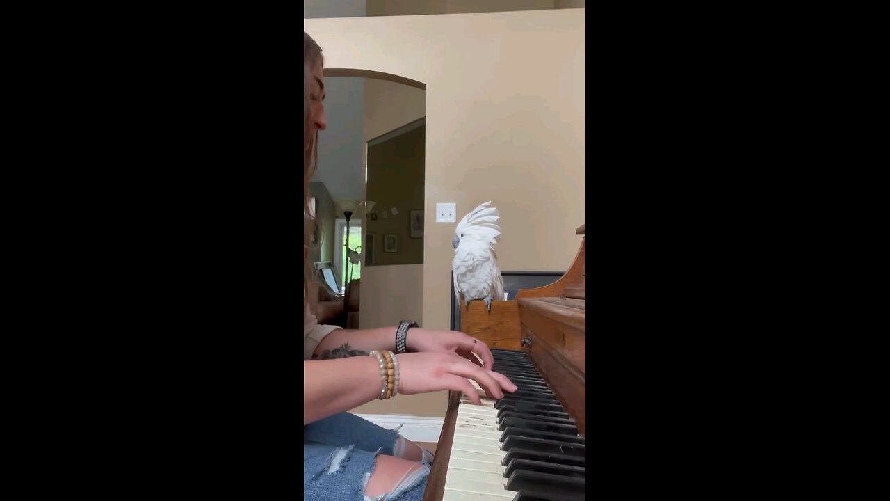 funny animal videos