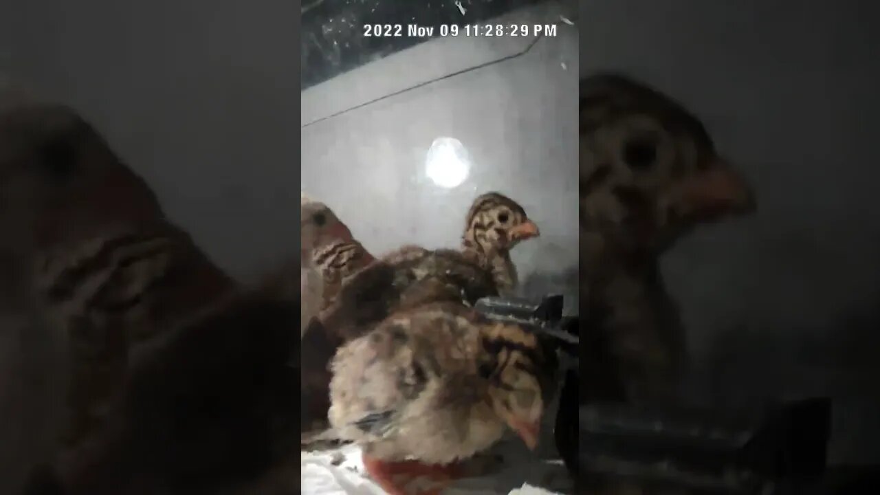 Pearl grey pied guinea fowl keet sleeps standing up