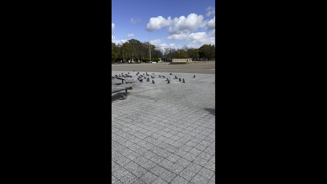 Pigeons